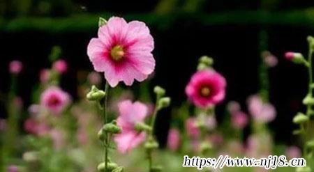 生辰八字起名，康熙字典姓名八字取名