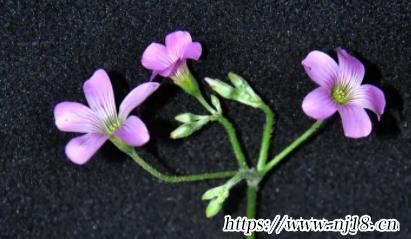 網名ins冷淡風新