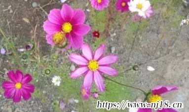 又順利又有財氣的微信名大全