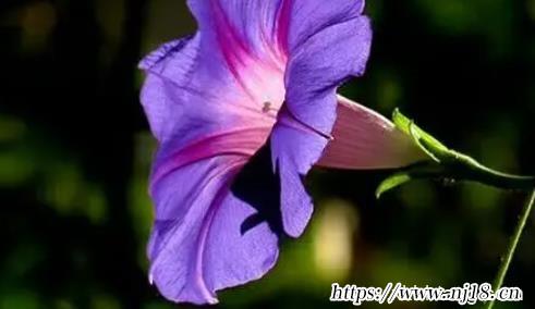 修心悟道的微信名字大全