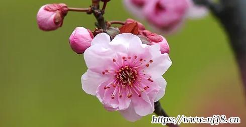 淨化心靈的微信名字大全