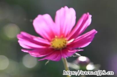 詩經楚辭唐詩宋詞取名女孩，康熙字典女孩溫柔優雅名字精選