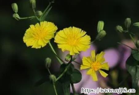 100個出自詩經楚辭女孩名