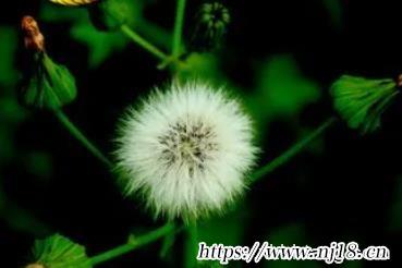詩經楚辭起名大全，康熙字典詩經楚辭起名匯總
