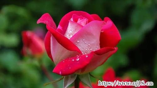 2023寶寶起名字大全免費398個，康熙字典2023年兔寶寶免費取名