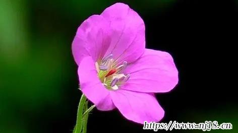 2023年正月十二出生的寶寶取名，康熙字典兔年吉祥好聽新生兒名字