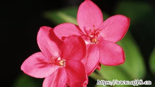 2023年屬兔取名宜用字1390個，康熙字典兔寶寶最好的名字