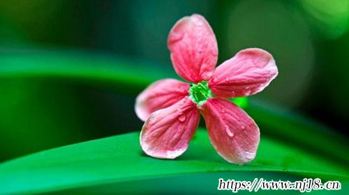 洋氣的2023兔寶寶名字760個，康熙字典2023兔寶寶取名字大全