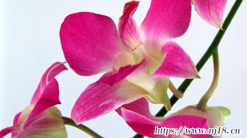 2023年正月十三出生的寶寶取名，康熙字典氣質好高級屬兔孩子名字