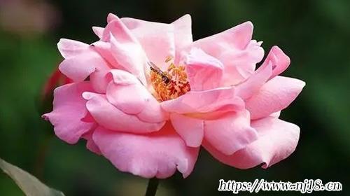 高姓女孩名字大全2023屬兔796個，康熙字典高姓女孩名字大氣文雅取名