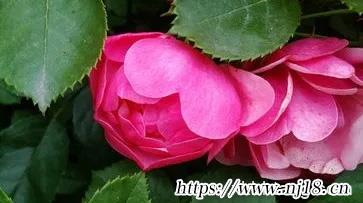 比較有個性的女孩名字266個，康熙字典女孩最好聽的名字大全取名