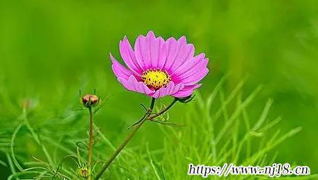 寶寶起名網免費取名字生辰八字取名精選870個