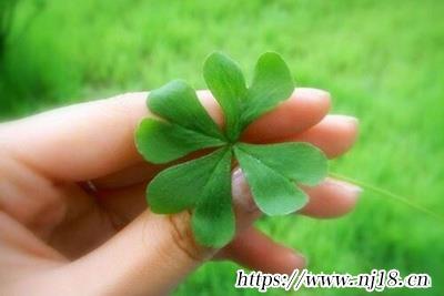 張姓最旺男孩名字(共707個)