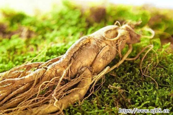 中國十大知名植物藥材