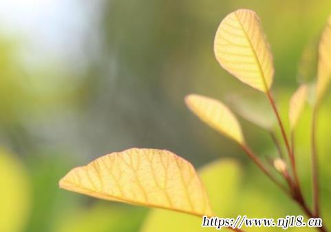 形容春暖花開的優美句子