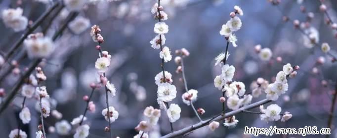 關於花的詩句有哪些，康熙字典形容花漂亮唯美的詩句