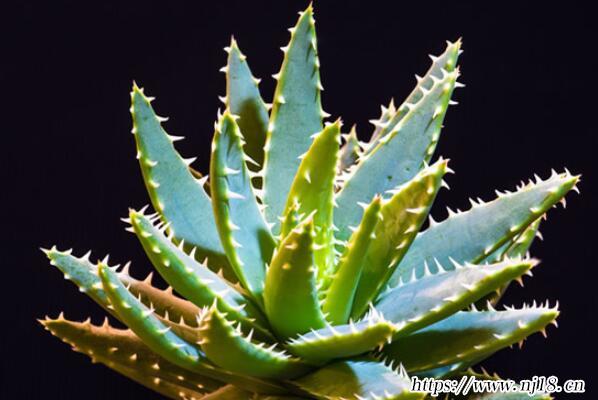中國十大知名植物藥材
