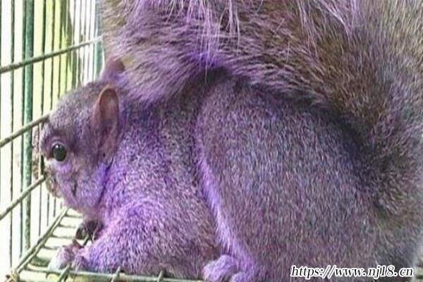 世界十大奇特紫色動物,紫色的動物有哪些