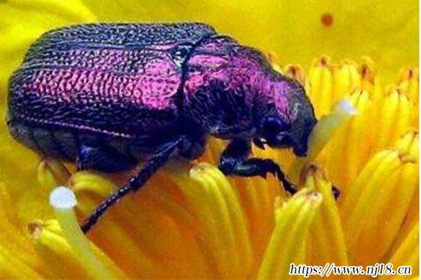 世界十大奇特紫色動物,紫色的動物有哪些