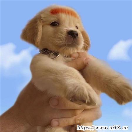 可愛很萌小金毛圖片大全
