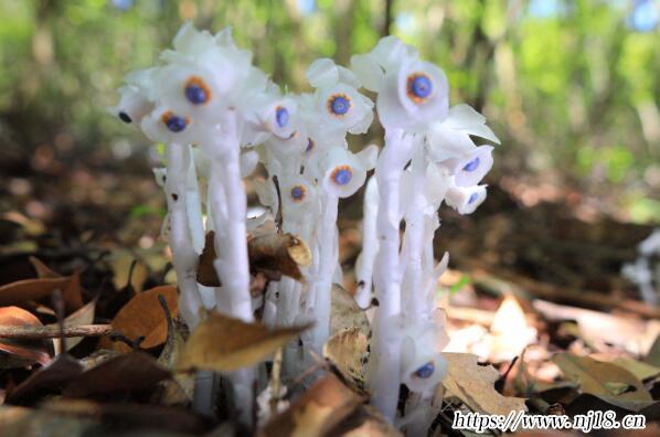 象征黑暗的十大地獄惡魔之花，康熙字典地獄之花都是什麼有哪些