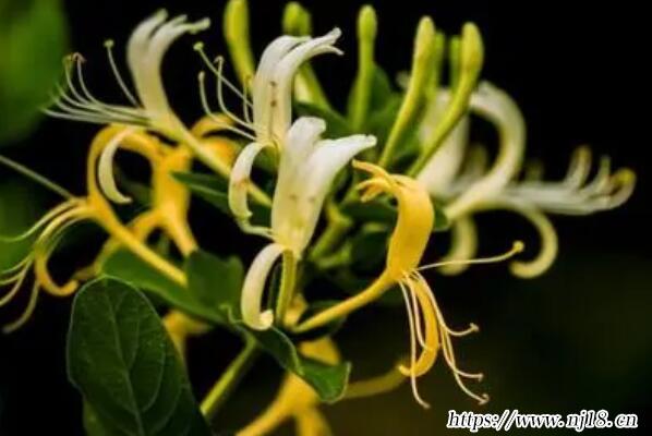 中國十大賺錢種植藥材排行榜