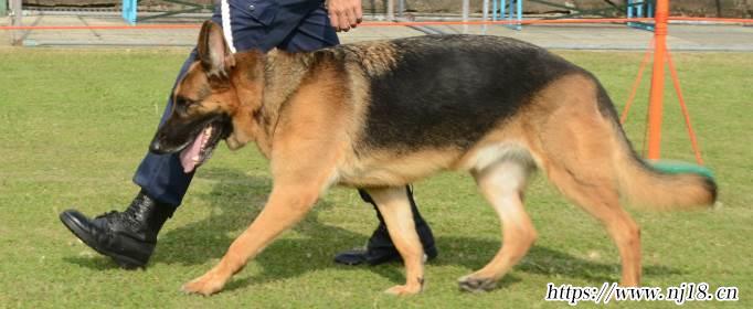 k9是什麼意思，康熙字典k9什麼意思