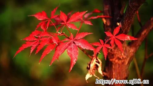好聽不易撞的微信昵稱300個
