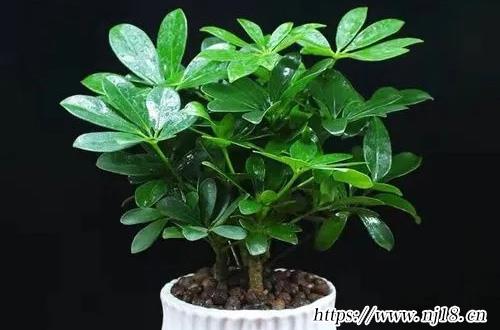 如何讓鴨腳木快速生根的方法，康熙字典鴨腳木的養殖方法和注意事項