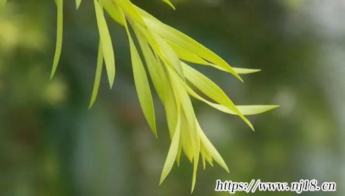 男生微信網名550個