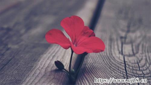 女孩聰明睿智涵養的名字1600個