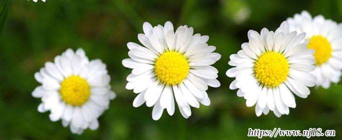 小雛菊的花語是什麼，康熙字典雛菊花語是什麼