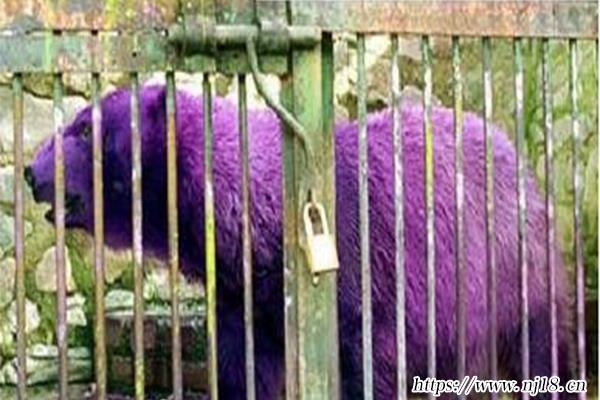 世界十大奇特紫色動物,紫色的動物有哪些