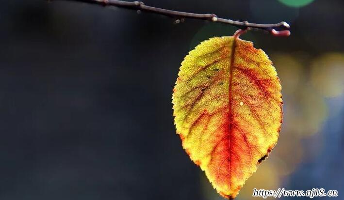一葉知秋是什麼意思，康熙字典一葉知秋的意思