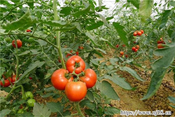 10大雌性激素多的食物，雌激素的食物都有哪些