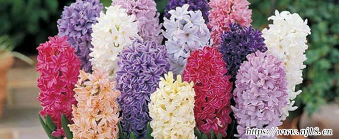 風信子花語是什麼，康熙字典風信子的花語和寓意
