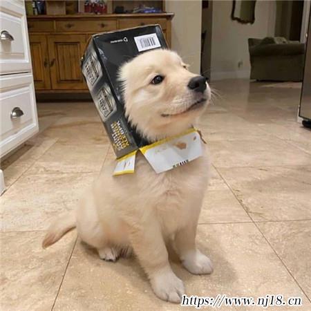 可愛很萌小金毛圖片大全