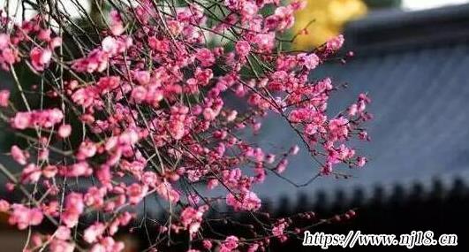 牆角數枝梅全詩及翻譯