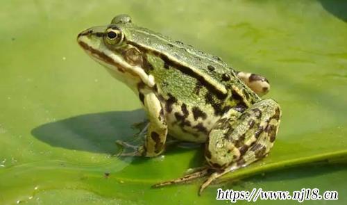 青蛙是不是兩棲動物，康熙字典青蛙是兩棲動物嗎