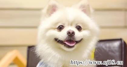 狗的聽力範圍是人的幾倍