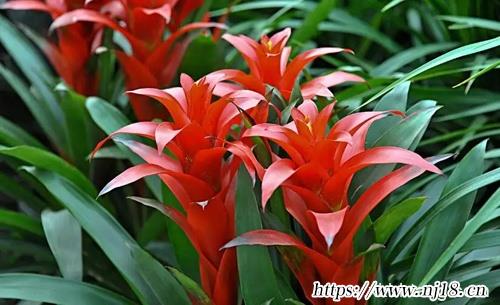 家裏再窮也要養這3種花，康熙字典家裏養什麼花最好
