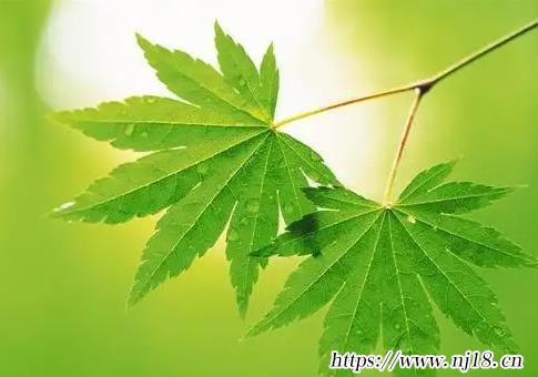 清冷儒雅的男生名字，康熙字典斯文的男生名字大全