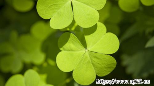 屬虎吉祥名字大全2022起名390個