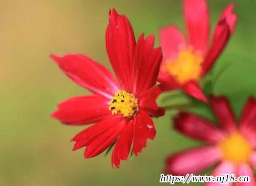 好聽的抖音名字昵稱，康熙字典昵稱簡短好聽有寓意
