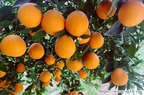 湖北十大熱門特產，康熙字典湖北特產產品排行榜前十名