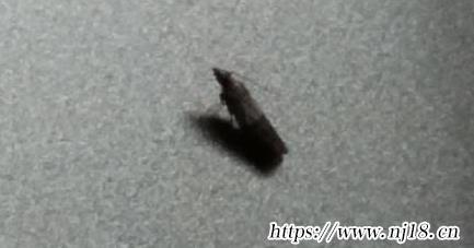 家裏廚房蛾子多怎麼找源頭