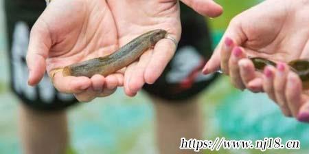 泥鰍怎麼抓，康熙字典怎麼抓泥鰍