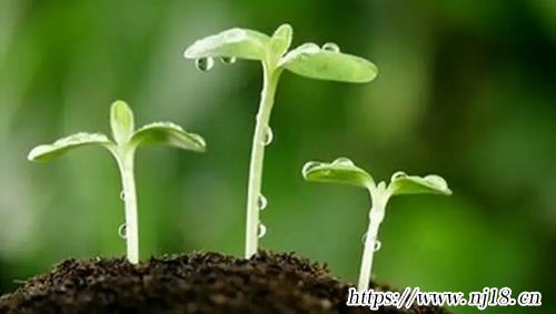 新穎的寶寶乳名虎年390個