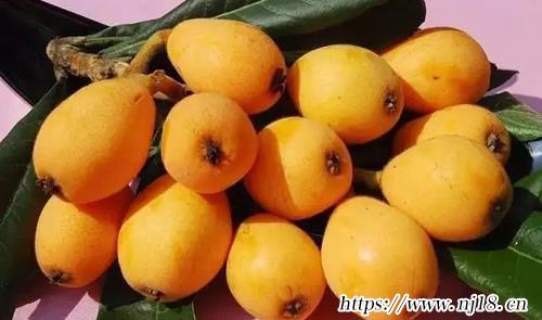 十大除濕祛濕的食物排行榜