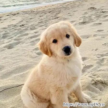 可愛很萌小金毛圖片大全